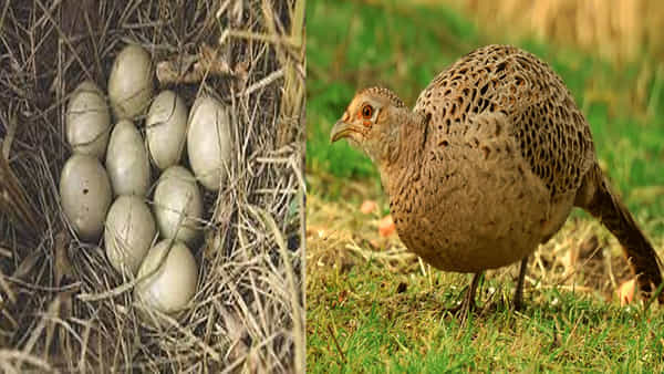 Pheasants Farming: అన్నదాతకు వరం అడవి కోడి పెంపకం.. తక్కువ ఖర్చుతో ఎక్కువ లాభాలు.. పూర్తి వివరాలు మీ కోసం