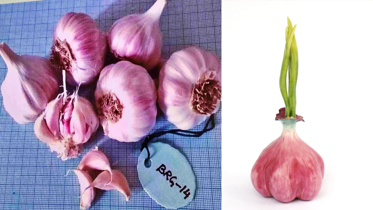 Pink Garlic: త్వరలో పింక్ వెల్లుల్లి సాగు.. దీని ప్రత్యేకతలు, ఆరోగ్య ప్రయోజనాలు ఎన్నో తెలుసా..