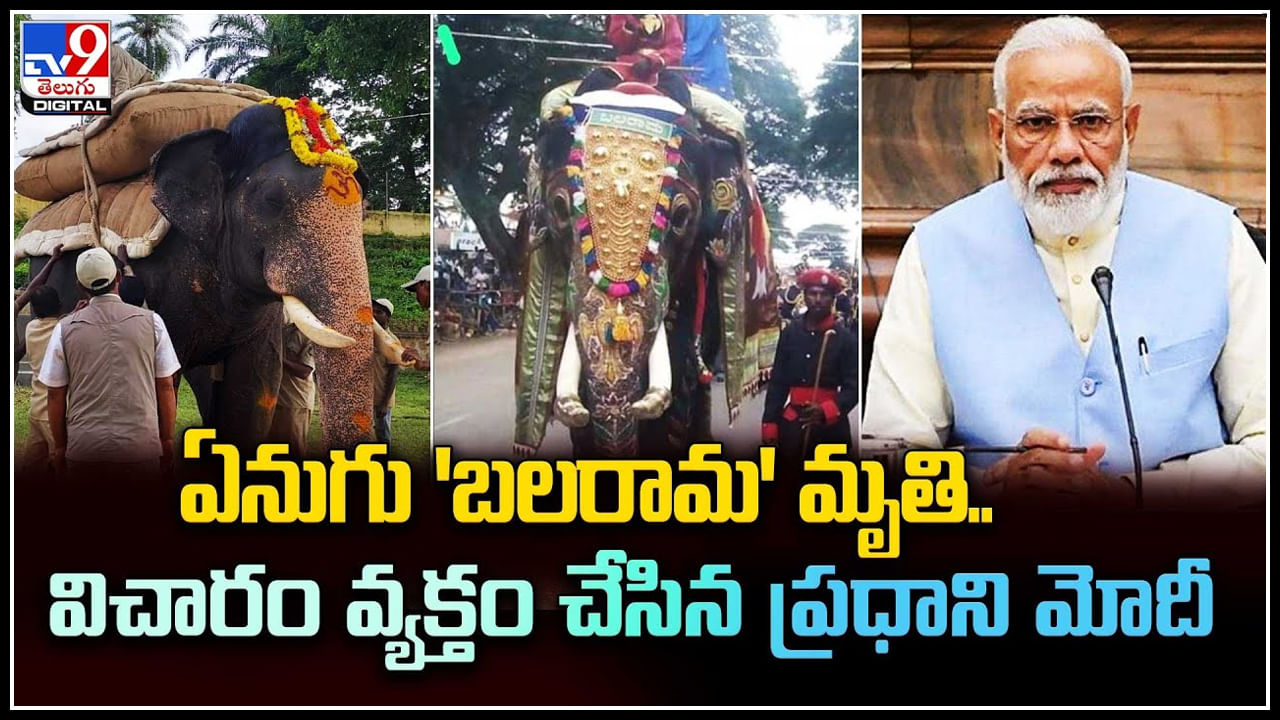 Elephant Balarama: మైసూరు దసరా ఉత్సవాల్లో కనిపించే ఏనుగు బలరామ మృతి.. వీడియో.