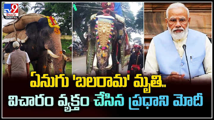 Elephant Balarama: మైసూరు దసరా ఉత్సవాల్లో కనిపించే ఏనుగు బలరామ మృతి.. వీడియో. Elephant Balarama: మైసూరు దసరా ఉత్సవాల్లో కనిపించే ఏనుగు బలరామ మృతి.. వీడియో.