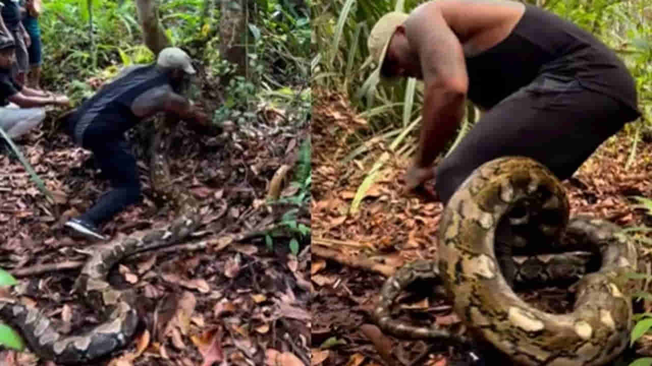 Viral Video: వామ్మో! ఎంత పేద్ద కొండచిలువో.. ఒట్టి చేతులతో ఇట్టే పట్టేశాడుగా.. చూస్తే హడల్..