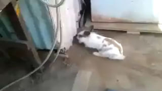 Optical illusion: మీ కంటి పవర్‌కి ఓ పరీక్ష.. ఈ ఫొటోలో పులి దాగుంది, కనిపెట్టలగలరా.?