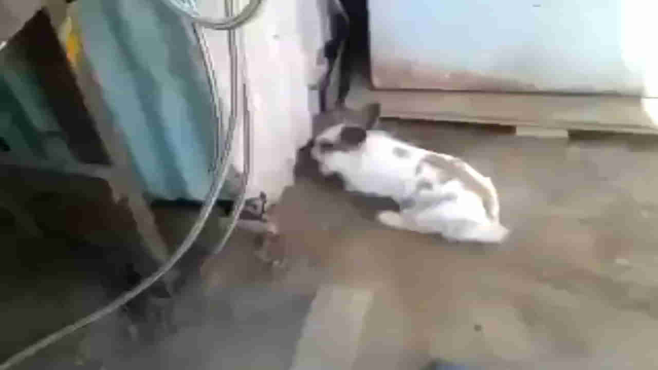 Viral Video: స్నేహమంటే ఇదేరా.. పిల్లిని కాపాడిన కుందేలు.. నెట్టింట వైరలవుతున్న వీడియో