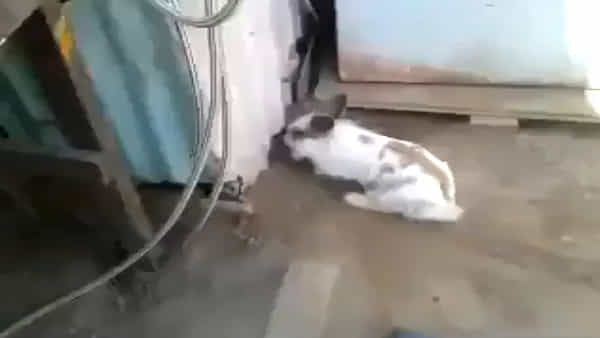 Viral Video: స్నేహమంటే ఇదేరా.. పిల్లిని కాపాడిన కుందేలు.. నెట్టింట వైరలవుతున్న వీడియో