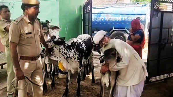 Cow: ఆవు కోసం అలుపెరగని పోరాటం.. న్యాయపోరాటంతో గెలిచిన రాజస్థానీ ఆదర్శ రైతు కథ ఇది..