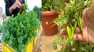 Egg 65 Recipe: ఆదివారం స్పెషల్.. రెస్టారెంట్ స్టైల్‌లో ఎగ్ 65.. ఇలా చేసి చూడండి.. పిల్లలు ఇష్టంగా తింటారు..