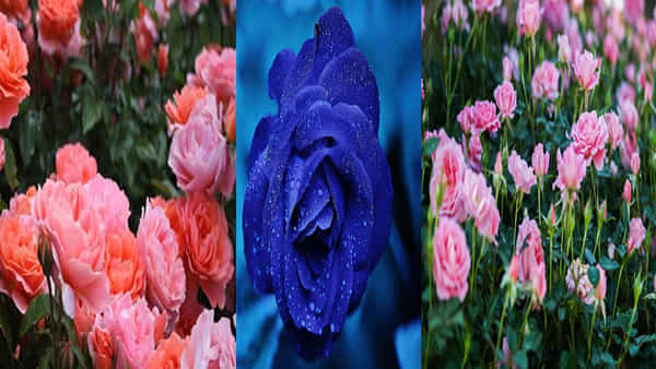 Roses Facts Quiz: గులాబీ పువ్వు మొదట ఏ దేశంలో వెలుగులోకి వచ్చింది.. అతి పెద్ద, ఖరీదైన పువ్వు ఏదో తెలుసా?