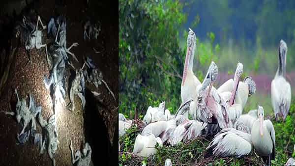 Siberian Birds: వీరాపురంలో గాలివాన బీభత్సం.. విడిదికి వచ్చిన వలస పక్షుల మృతి..