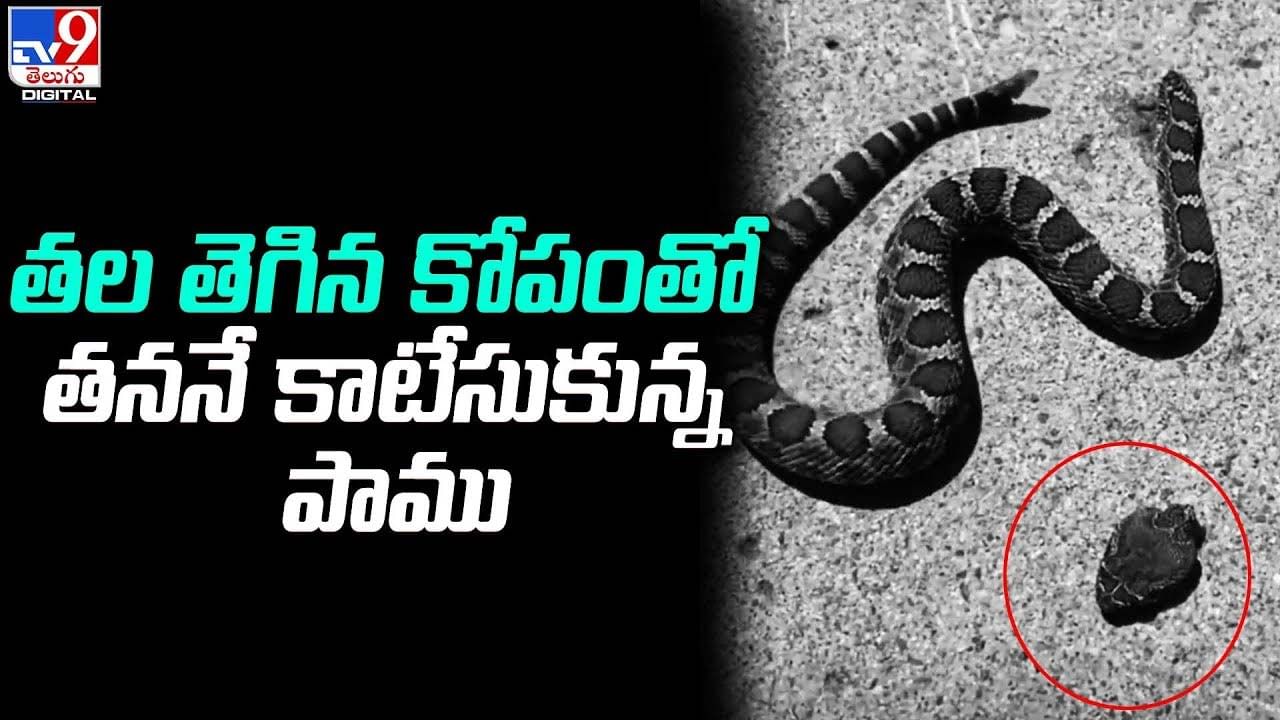 తల తెగిన కోపంతో తననే కాటేసుకున్న పాము