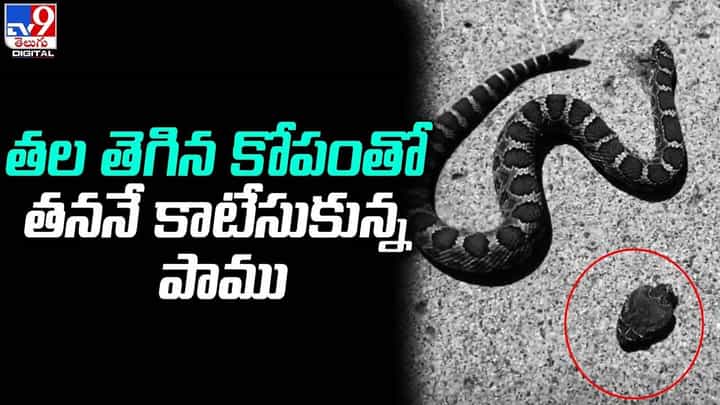 తల తెగిన కోపంతో తననే కాటేసుకున్న పాము తల తెగిన కోపంతో తననే కాటేసుకున్న పాము