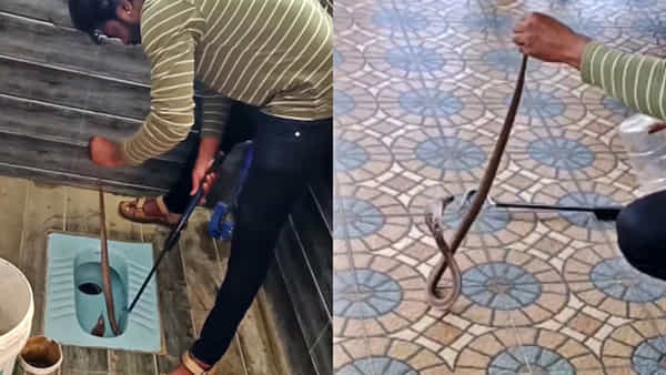 Watch Video: అర్జెంట్గా టాయిలెట్కి వెళ్లాడు.. అక్కడ కనిపించిన దృశ్యం చూసి షాక్