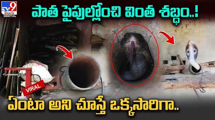 పాత పైపుల్లోంచి వింత శబ్ధం !! ఏంటా అని చూస్తే ఒక్కసారిగా పాత పైపుల్లోంచి వింత శబ్ధం !! ఏంటా అని చూస్తే ఒక్కసారిగా
