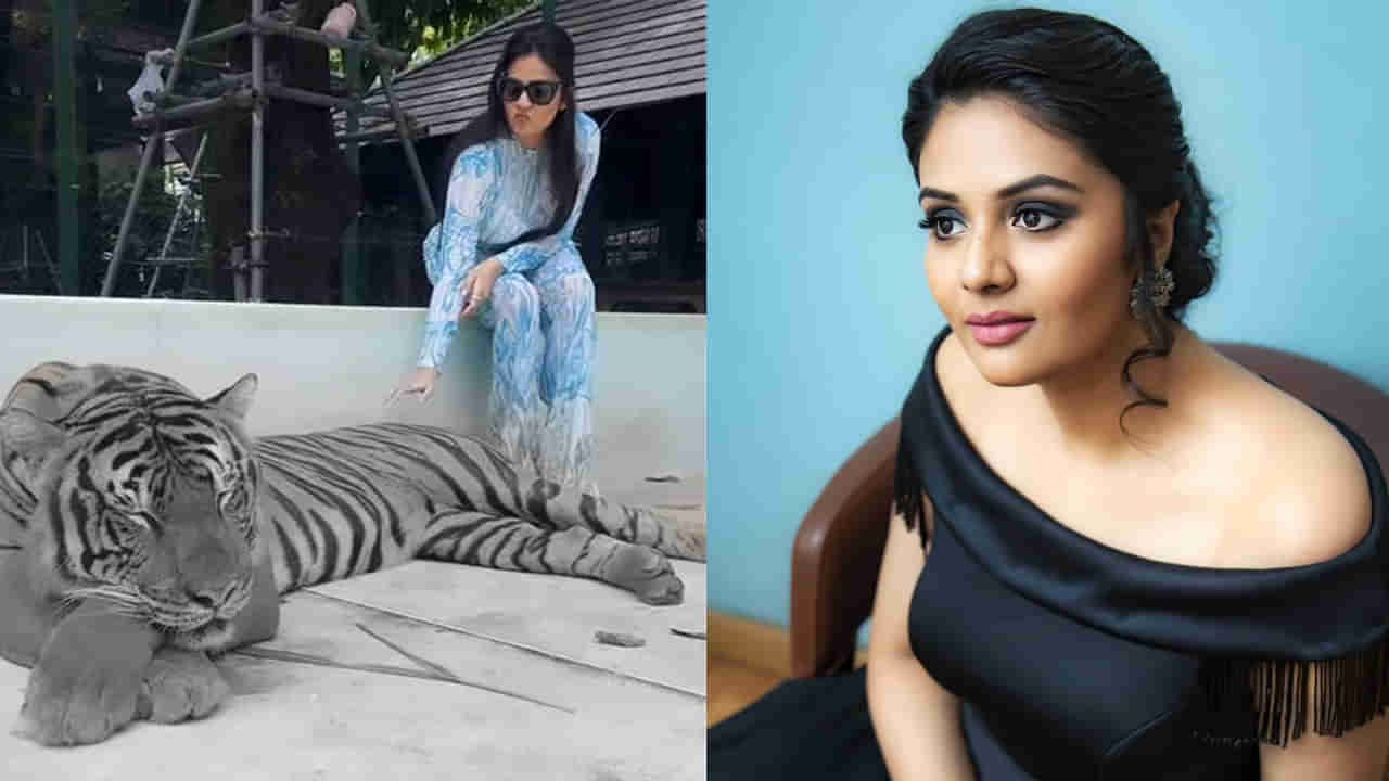 Sreemukhi: పుట్టినరోజున పులులతో శ్రీముఖి ఆటలు.. ఈ బుల్లితెర రాములమ్మకు ఎంత ధైర్యమో.. వీడియో వైరల్‌