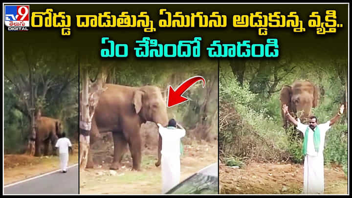 Elephant: ఏనుగు ముందు ఓ వ్యక్తి పిచ్చి చేష్టలు.. వెర్రివేషాలేస్తే ఏనుగు ఊరుకుంటుందా..! Elephant: ఏనుగు ముందు ఓ వ్యక్తి పిచ్చి చేష్టలు.. వెర్రివేషాలేస్తే ఏనుగు ఊరుకుంటుందా..!
