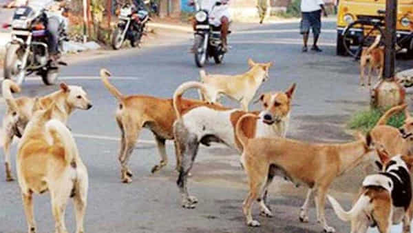 Telangana: హైదరాబాద్లో మరోసారి రెచ్చిపోయిన వీధి కుక్కలు..