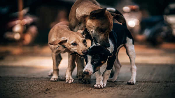 Stray Dogs: మరో దారుణం.. వీధి కుక్కల దాడిలో 12 ఏళ్ల బాలుడు బలి
