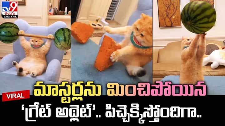 ఈ పిల్లి చేసే స్టంట్స్ మీరెప్పుడూ చూసి ఉండరు.. నెట్టింట వీడియో వైరల్ ఈ పిల్లి చేసే స్టంట్స్ మీరెప్పుడూ చూసి ఉండరు.. నెట్టింట వీడియో వైరల్