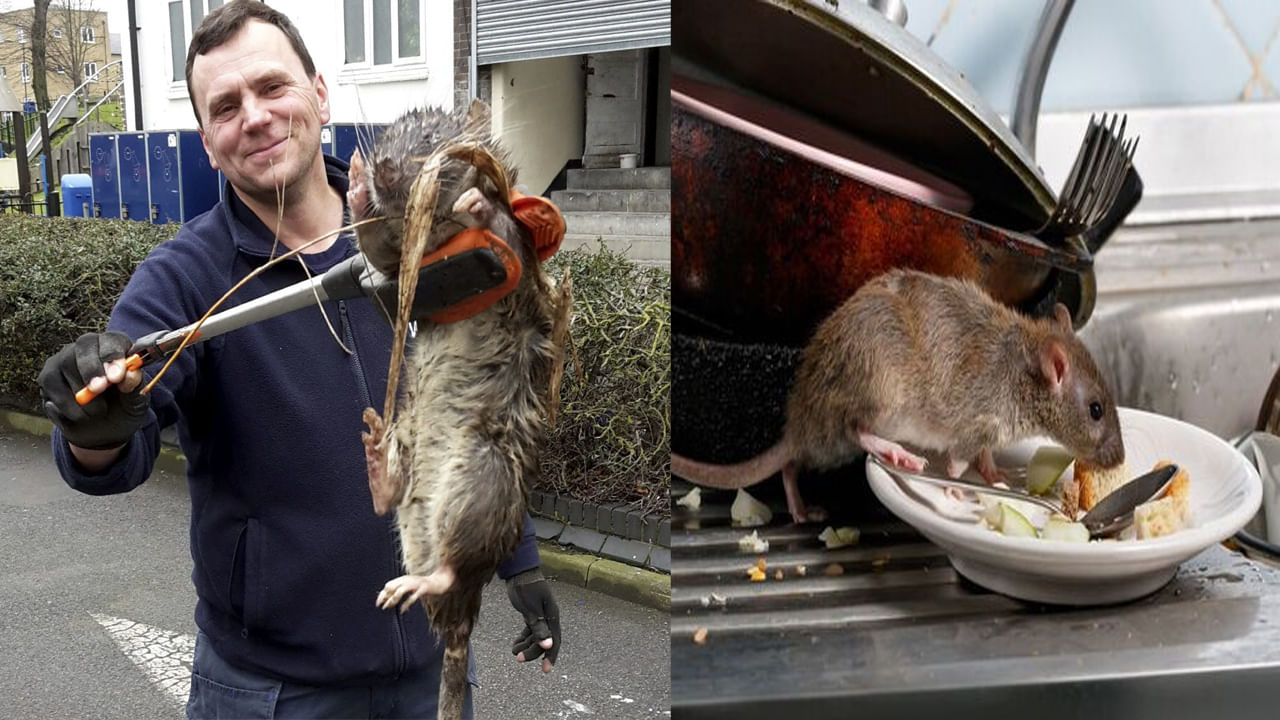 Giant Rats: బ్రిటన్ లో 300 మిలియన్ ఎలుకలు.. ప్లేగు వ్యాధి పెరిగే అవకాశం ఉందని ఆందోళన