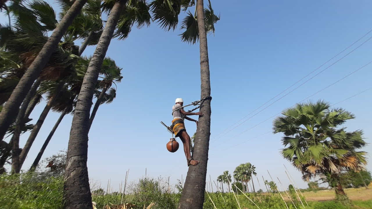 ఛోడ్ చింత...మార్ ముంత. తాగినోడికి తాగినంత ఆనందం ఆరోగ్యం. మత్తు ఉండదు. కిక్ ఎక్కదు. ఒళ్లంతా జల్లుమనిపించే ఒరిజినల్ హెల్తీ డ్రింక్ ఇది. ఆల్కహాల్ కంటెంట్ అస్సలు ఉండని అచ్చమైన, స్వచ్ఛమైన కల్లునే నీరా అంటారు.