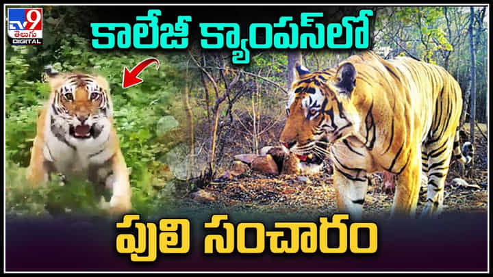 Tiger in College: కాలేజీ క్యాంపస్లో పులి సంచారం.. సీసీటీవీలో రికార్డయిన దృశ్యాలు.. Tiger in College: కాలేజీ క్యాంపస్లో పులి సంచారం.. సీసీటీవీలో రికార్డయిన దృశ్యాలు..