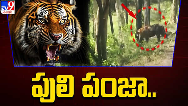 Tiger Video: గాండ్రిస్తున్న పెద్దపులి ఎదురుపడితే ఇలానే ఉంటుంది.. వీడియో చూస్తే వణికిపోవాల్సిందే..