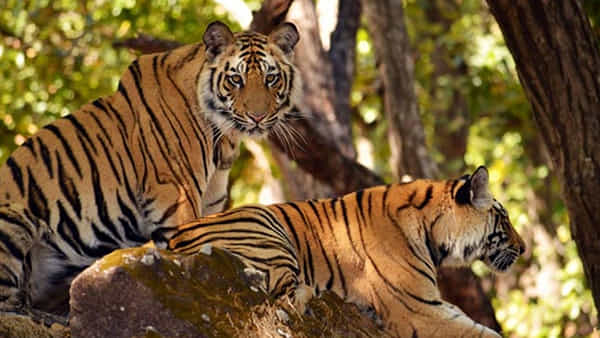 International Tigers Day: నేడు అంతర్జాతీయ పులుల దినోత్సవం.. పులుల మనుగడతోనే జీవ వైవిధ్యం..