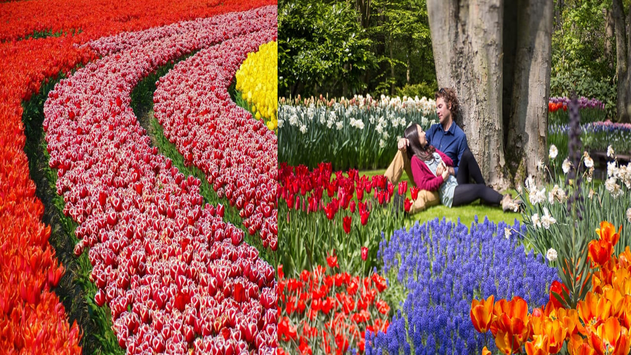 Largest Tulip Gardens: భూతల స్వర్గం.. తులిప్ అందాలను చూడాలంటే ఇక్కడ ఈ దేశానికి వెళ్లాల్సిందే..