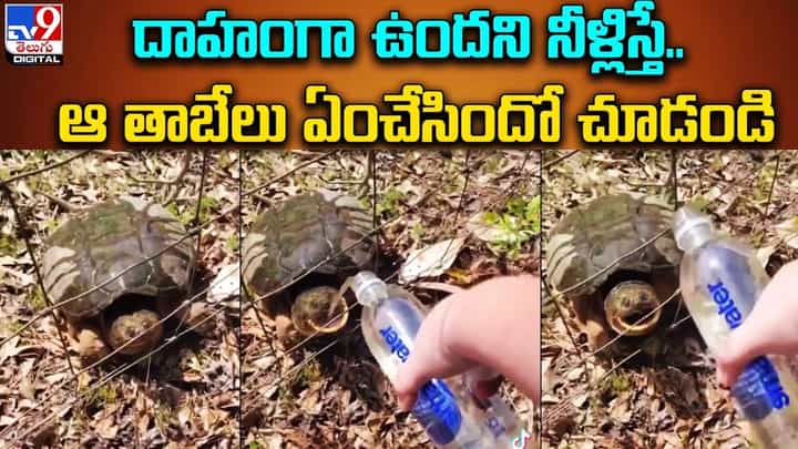 దాహం తీర్చిన మహిళకు ఊహించని షాక్ ఇచ్చిన తాబేలు !! ఏంచేసిందో చూడండి దాహం తీర్చిన మహిళకు ఊహించని షాక్ ఇచ్చిన తాబేలు !! ఏంచేసిందో చూడండి