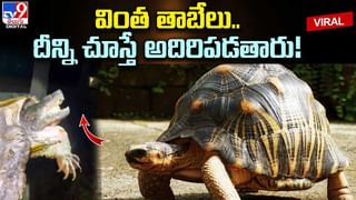 శాడిస్ట్‌ మేకపిల్ల.. ఏం చేసిందో చూస్తే నవ్వకుండా ఉండలేరు