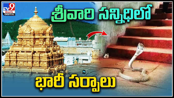 Tirumala: శ్రీవారి సన్నిధిలో రెండు భారీ సర్పాలు ప్రత్యక్షం.. భయంతో భక్తులు ఎం చేసారంటే..? Tirumala: శ్రీవారి సన్నిధిలో రెండు భారీ సర్పాలు ప్రత్యక్షం.. భయంతో భక్తులు ఎం చేసారంటే..?