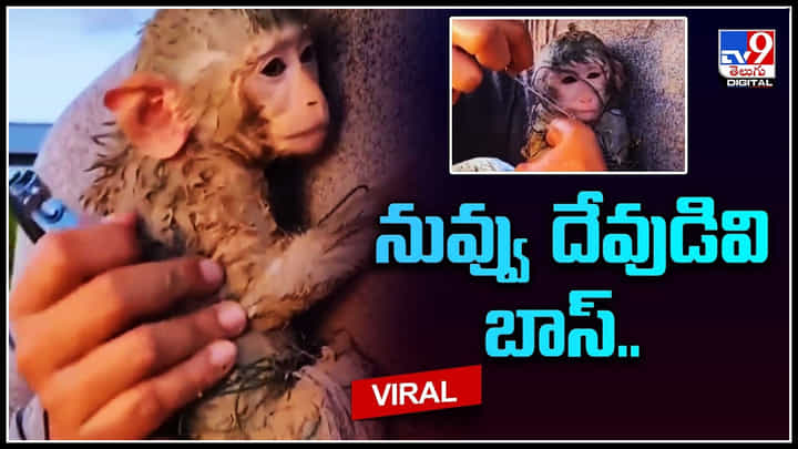 Monkey Viral Video: నువ్వు దేవుడివి బాస్.. ఇదికదా అసలైన మానవత్వం అంటే.. కోతిపిల్లకు పునర్జన్మ ఇచ్చినట్టే. Monkey Viral Video: నువ్వు దేవుడివి బాస్.. ఇదికదా అసలైన మానవత్వం అంటే.. కోతిపిల్లకు పునర్జన్మ ఇచ్చినట్టే.