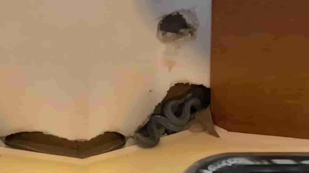 Viral: ఇంటిని మరమ్మత్తు చేస్తుండగా కనిపించిన రెండు రంధ్రాలు.. ఏంటని చూడగా మైండ్ బ్లాంక్!