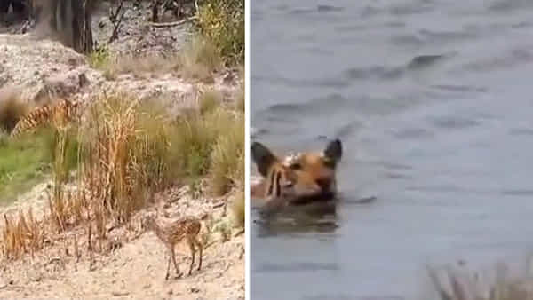 Viral Video: ఒకరిది ఆకలి తీర్చుకోవాలని ఆరాటం.. మరొకరిది ప్రాణం కోసం పోరాటం.. పులికి జింక పిల్ల ఊహించని షాక్..
