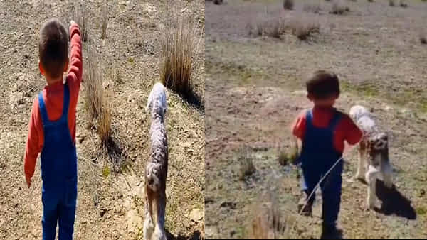 Kid Video Viral: తప్పిపోయిన గొర్రె పిల్లను తల్లి చెంతకు చేర్చిన బుడ్డోడు.. నెట్టింట్లో వీడియో వైరల్..