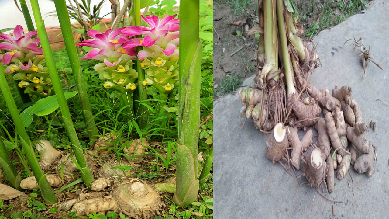 Benefits White Turmeric: బెస్ట్ మెడిసిన్ తెల్ల పసుపు.. ఆరోగ్య ప్రయోజనాలు ఎన్నో.. అందుకే అంత ఖరీదు