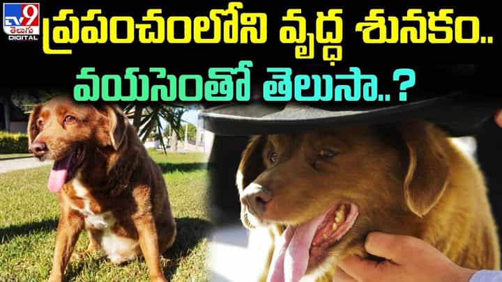 ప్రపంచంలోని వృద్ధ శునకం !! వయసెంతో తెలుసా ?? ప్రపంచంలోని వృద్ధ శునకం !! వయసెంతో తెలుసా ??