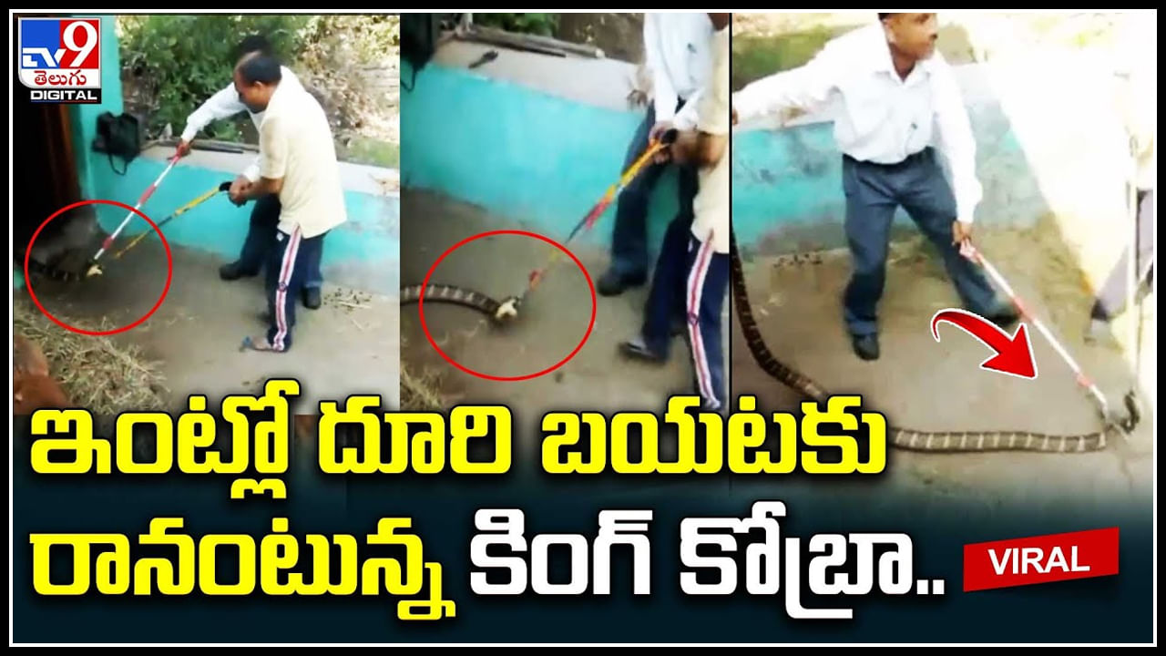 King Cobra: ఇంట్లో దూరి బయటకు రానంటున్న కింగ్ కోబ్రా.. చూస్తేనే హడలిపోయే అంత సైజు..