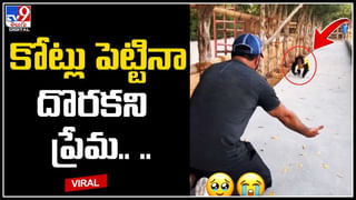 Watch Video: పాములతో పరాచికాలు.. రెచ్చగొట్టి కాటు వేయించుకున్నాడు.. ఆపై ముద్దు పెట్టి ముచ్చటపడ్డాడు..!