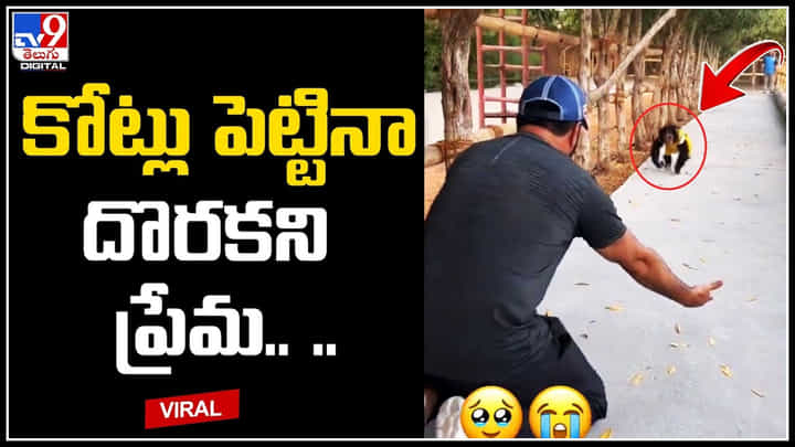 Chimpanzee Emotional video: కోట్లు పెట్టినా దొరకని ప్రేమ.. పరిగెత్తుకుంటూ వచ్చి హగ్ చేసుకున్న చింప్. Chimpanzee Emotional video: కోట్లు పెట్టినా దొరకని ప్రేమ.. పరిగెత్తుకుంటూ వచ్చి హగ్ చేసుకున్న చింప్.