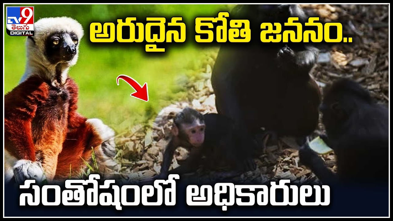 Rare Monkey: అరుదైన కోతి జననం.. సంతోషంలో అధికారులు.. బ్రిటన్‌ జూలో మకాక్‌ జాతి కోతి పిల్ల జననం.