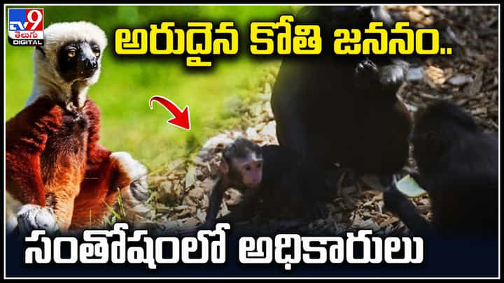 Rare Monkey: అరుదైన కోతి జననం.. సంతోషంలో అధికారులు.. బ్రిటన్ జూలో మకాక్ జాతి కోతి పిల్ల జననం. Rare Monkey: అరుదైన కోతి జననం.. సంతోషంలో అధికారులు.. బ్రిటన్ జూలో మకాక్ జాతి కోతి పిల్ల జననం.
