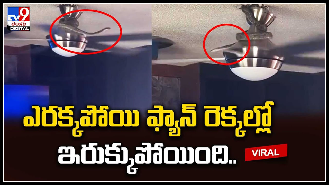 Snake Viral video: అయ్యో పాపం పాము.. ఎంతకష్టం వచ్చిందో.. ఫ్యాన్‌ రెక్కల్లో ఇరుక్కుపోయింది..