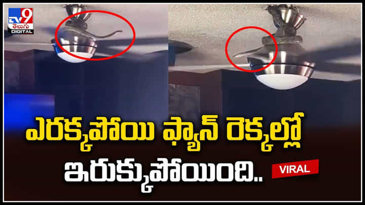 Snake Viral video: అయ్యో పాపం పాము.. ఎంతకష్టం వచ్చిందో.. ఫ్యాన్ రెక్కల్లో ఇరుక్కుపోయింది.. Snake Viral video: అయ్యో పాపం పాము.. ఎంతకష్టం వచ్చిందో.. ఫ్యాన్ రెక్కల్లో ఇరుక్కుపోయింది..