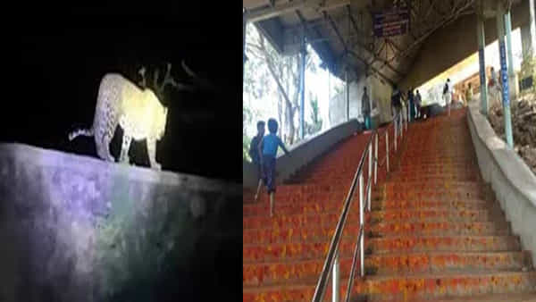 Tirumala: తిరుమల అలిపిరి మార్గంలో ఆపరేషన్ చీతా కంటిన్యూ.. తల్లి చిరుత కోసం కొనసాగుతోన్న వేట