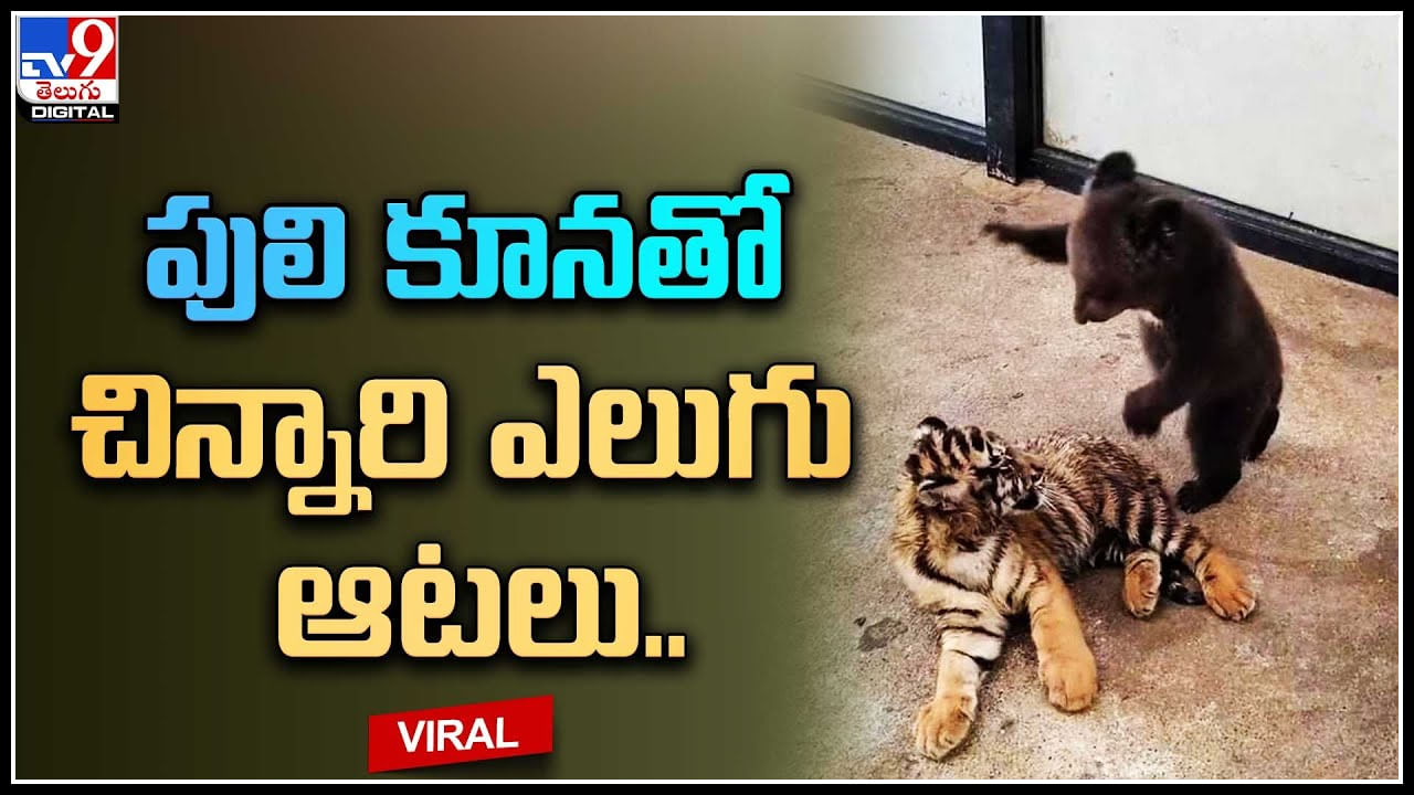 Bear - Tiger cub: పులి కూనతో చిన్నారి ఎలుగు ఆటలు.. ‘సింబా ఎక్కడా’ అంటున్న నెటిజన్లు..