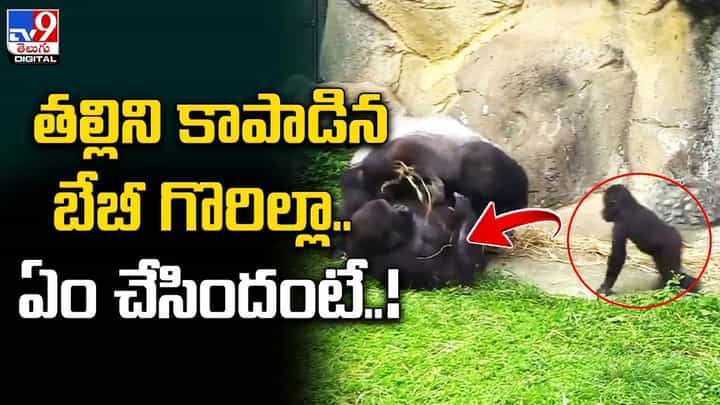 తల్లిని కాపాడిన బేబీ గొరిల్లా.. ఏం చేసిందంటే ?? తల్లిని కాపాడిన బేబీ గొరిల్లా.. ఏం చేసిందంటే ??