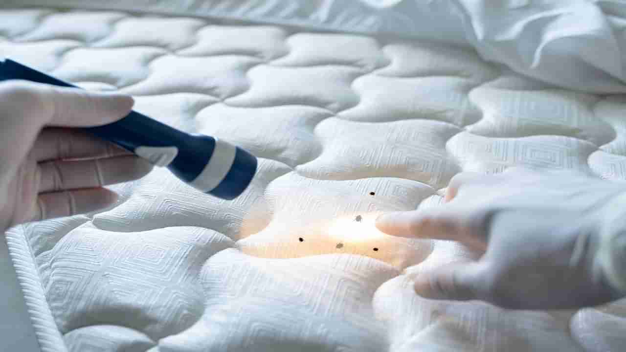 Bed Bugs: నల్లులు నరకం చూపిస్తున్నాయా? ఇలా చేస్తే వాటిని నాశనం చేయొచ్చు..