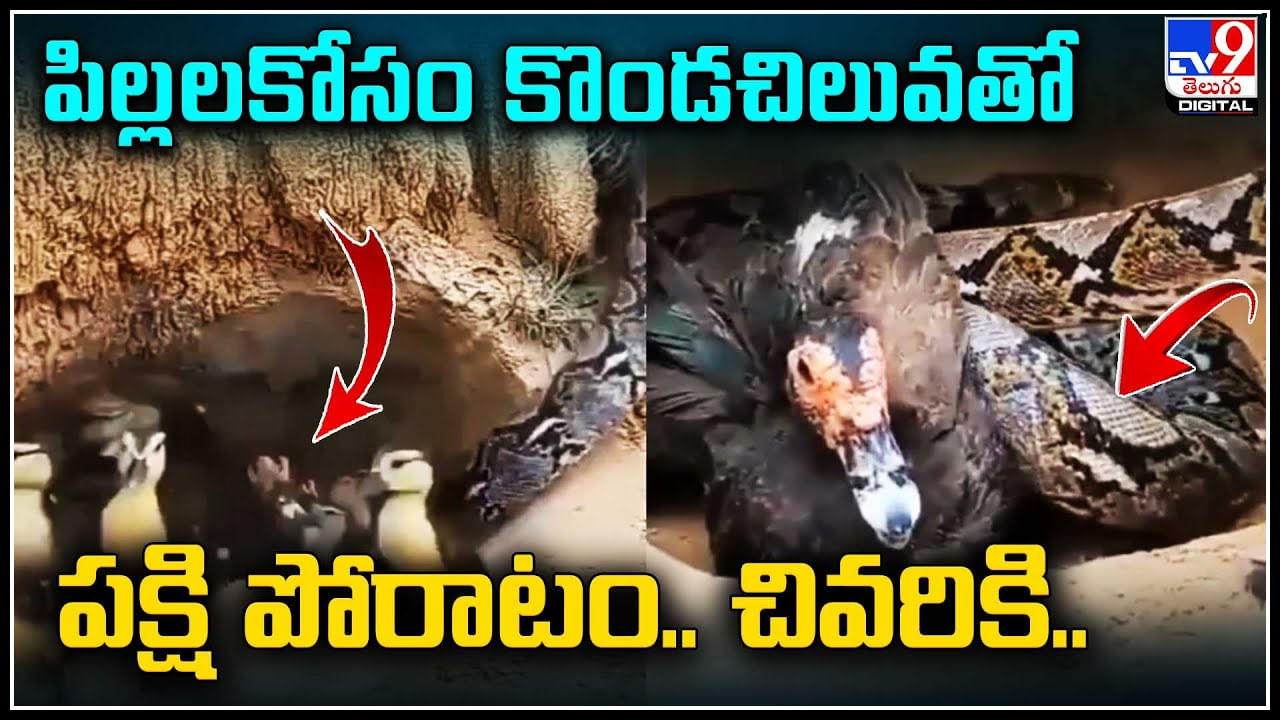 viral video: పిల్లలకోసం కొండచిలువతో పక్షి పోరాటం.. చివరికి ఎం జరిగిందంటే..?