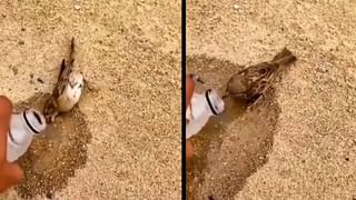 OMG: స్మశానవాటికలో అంత్యక్రియలకు ఏర్పాట్లు.. ఇంతలో శవపేటిక నుంచి భారీ శబ్ధాలు.. ఓపెన్ చేయగా షాక్..!