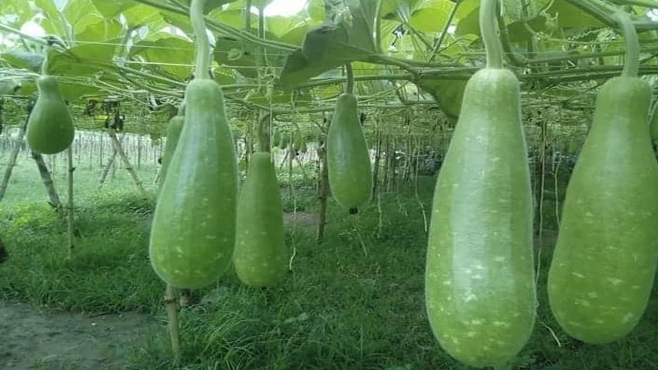 Gourd Cultivation ఎకరంన్నరలో నేలలో పంట వేసి.. నెలకు రెండు లక్షలు